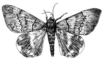 Der Falter von Achaea catacaloides