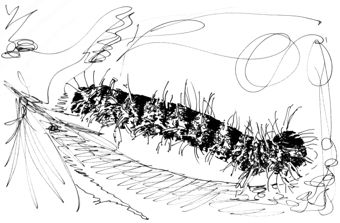 Raupe von Ngala