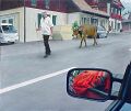 Senn und roter Ellbogen